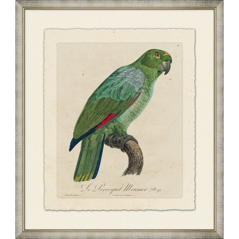 Le Perroquet 7 - Peinture encadrée sur papier