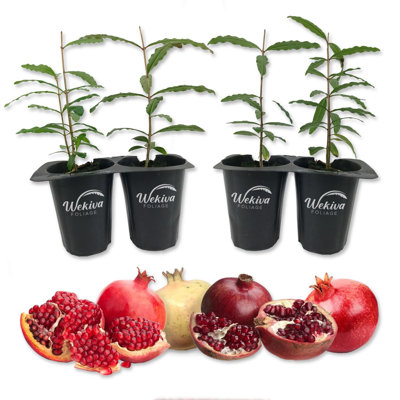 Pomegranate Variety Pack - 4 Live Starter Plants - Grower's Choice - Edible Fruit Bearing Trees for The Patio and Garden
