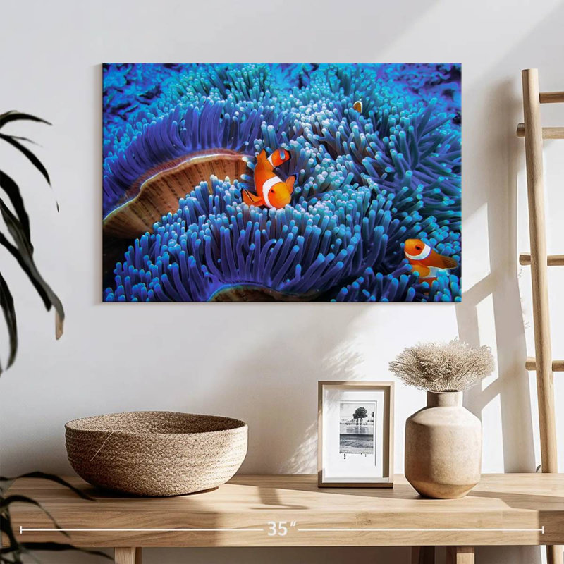 Bali sea anemone clownfish Aletra, H 16 po x l 24 po