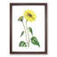 Trumpet Stalked Sunflowers - Framed Print-55642232-55642234
