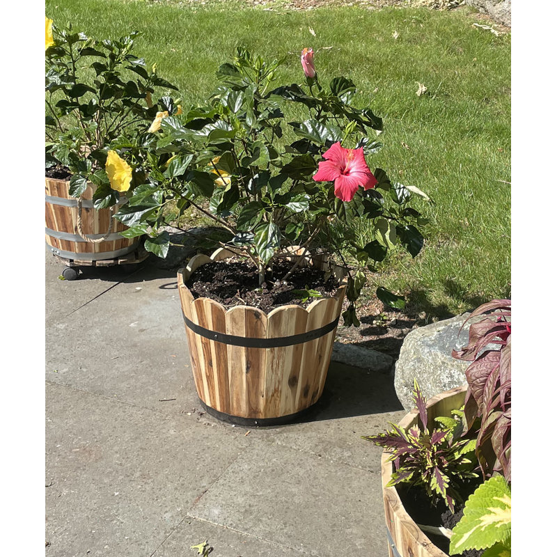 Pot à fleurs en baril Padminie, H 12,50 po x l 15,5 po x P 15,5 po, Brun