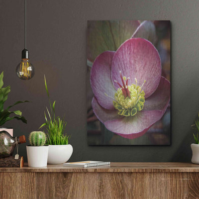 " Lenton Rose IV " by Debra Van Swearingen