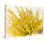 Chrysanthemum 1 Piece Wrapped Canvas Wall Art-1442615428