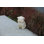 Serene Oinker Classic Curled Sitting Pig Statue