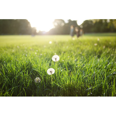 Sunset in The Park by Designsensation
