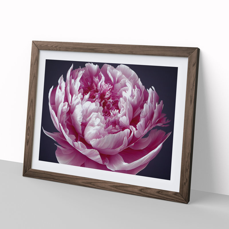Astonishing Peony Flower - Single Picture Frame Print, 46cm H x 64cm W, Brown
