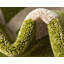 Tapis vert Cohleen-40286089