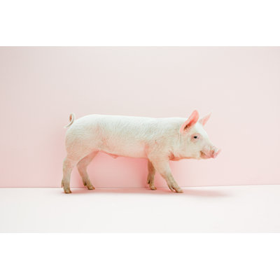 " Pig In Pink "