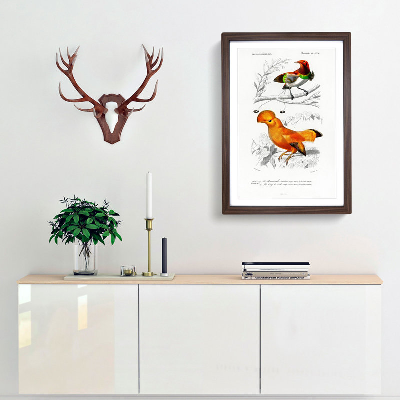 Bird Illustrations PL. 5B by Charles D' Orbigny - Single Picture Frame Painting, 45cm H x 33cm W x 2cm D, Walnut Framed