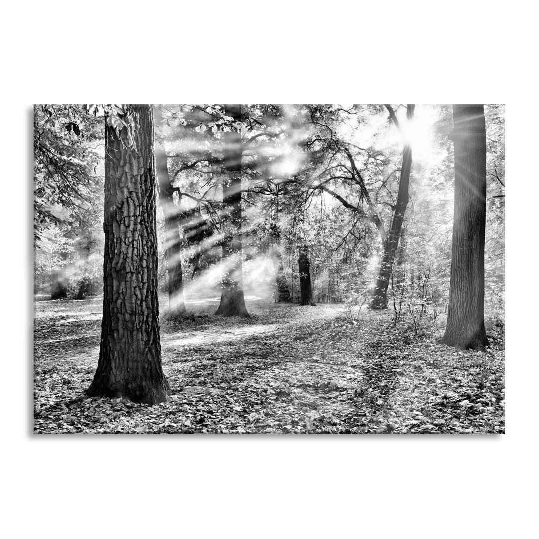 Ungerahmtes Foto auf Glas "Sonnenstrahlen im Wald"