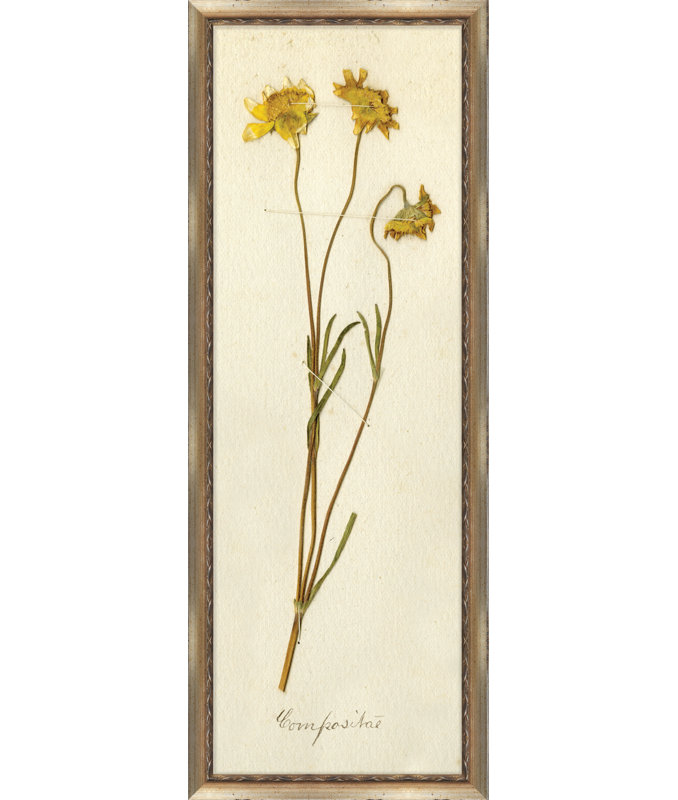 Napa Valley 1872 Herbarium V Print