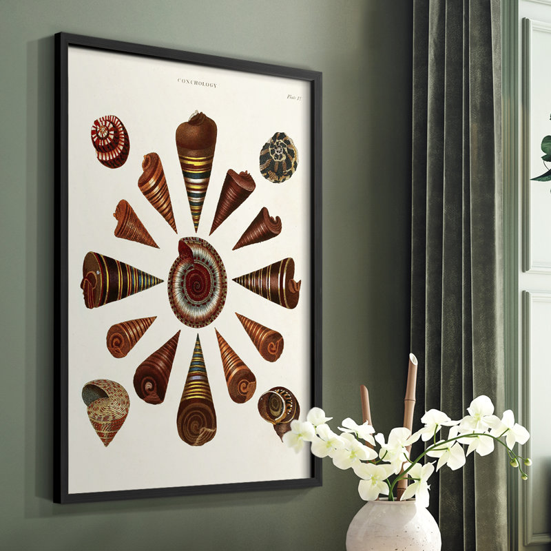 Spiral Shell Formation IV Framed Print - Solid Wood, Black, 28" H x 22" W