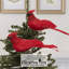 Pince Cardinal