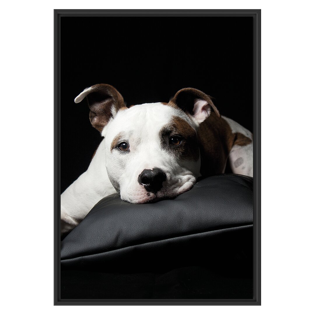 Gerahmtes Wandbild Dark Süßer American Staffordshire