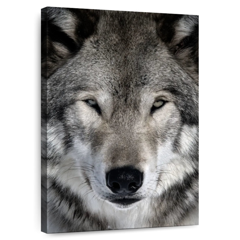 Brampt Gray Wolf Head, 30" H x 20" W