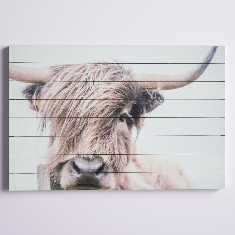 Highland Cow Photographic Print on Fir Wood Wall Art