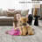 Washable Solid Color Textured Thin Indoor Rug, Low Pile Area Rug with Soft Surface, Non Slip Backing, Easy Clean Design for Living Room, Bedroom, Dorm, Home Office-549291335-551298899
