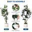 7.09cm Plant