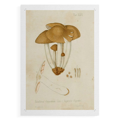Variétés de champignons en V - impression sur toile seulement - non encadrée