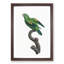 Marigold Lorikeet by F. Levaillant - Framed Print-55575875-55575876