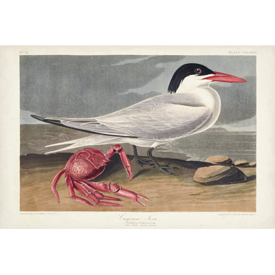 Pl 273 Cyenne Tern