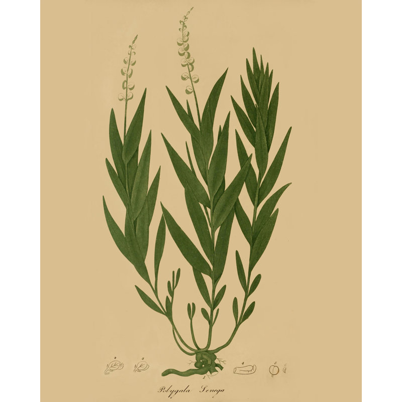 Herbal Botany Study 2 by Skylar