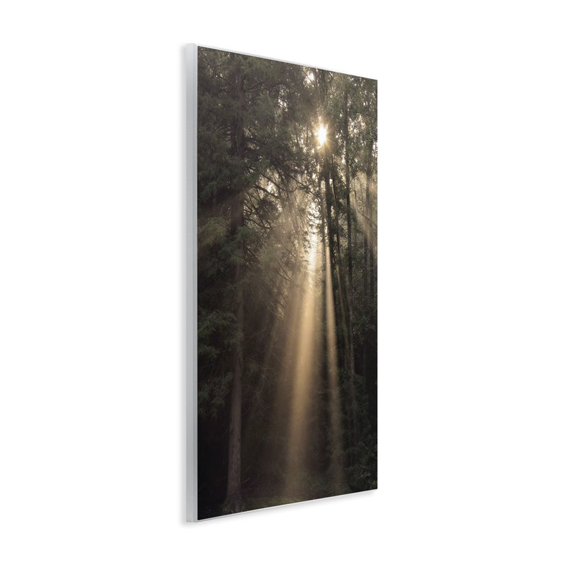 Lumière du soleil à travers l'arbre, art mural sur toile par Lori Deiter, H 15 po x l 10 po