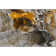 Premium Machine Washable Cerrito AMF503 Brown Rug