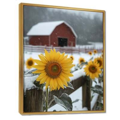 Girton Photo of Sunflowers In The Winter Barn Fence I - Sunflowers, reproduction d'art sur toile