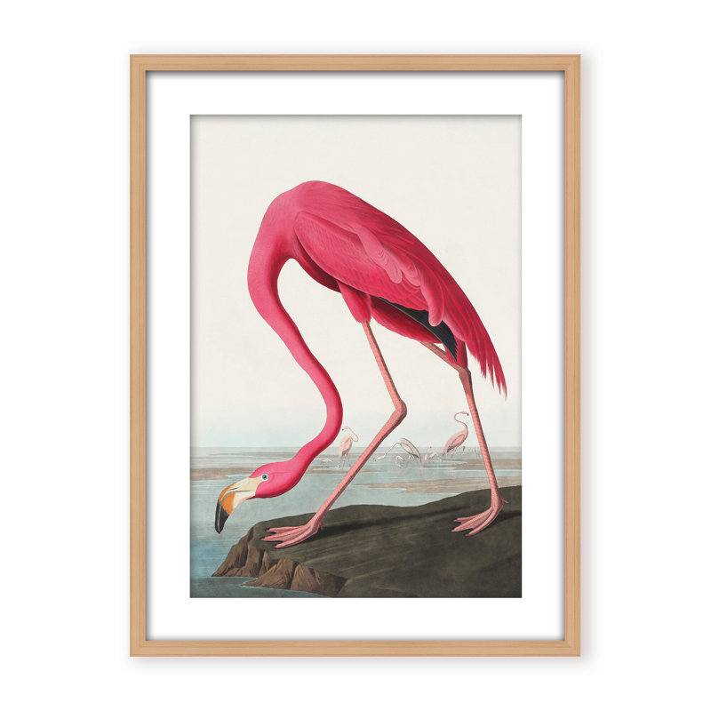 Coastal Retreat Pink Flamingo II From Birds Of America (1827), 30" H x 24" W x 2.375" D, Framed Canvas, Beige