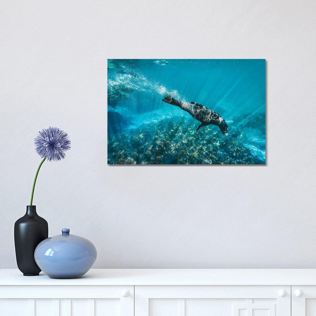Underwater Sea Lion With Light Rays by James Vodicka - Wrapped Canvas Gallery-Wrapped Canvas Giclée