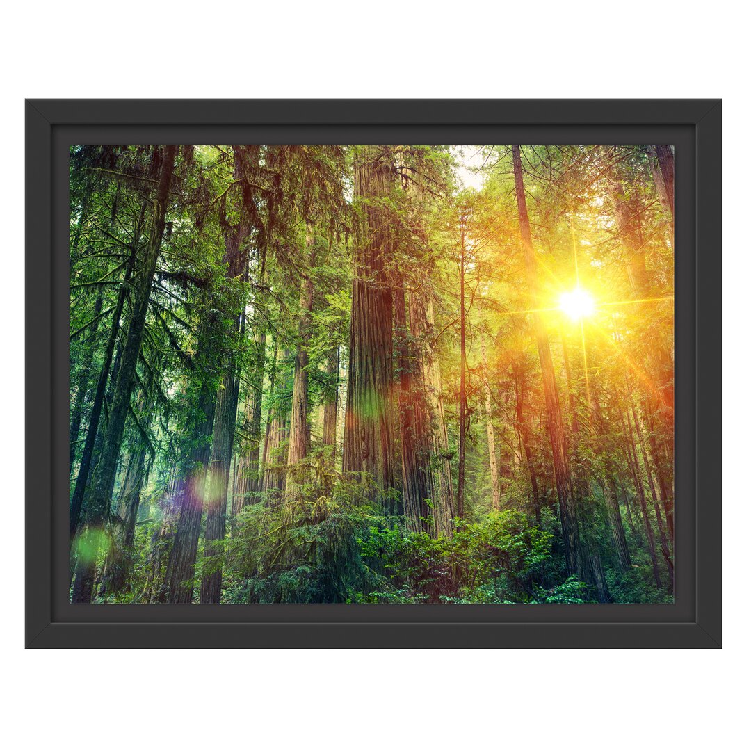 Gerahmtes Wandbild Wald bei Sonnenlicht