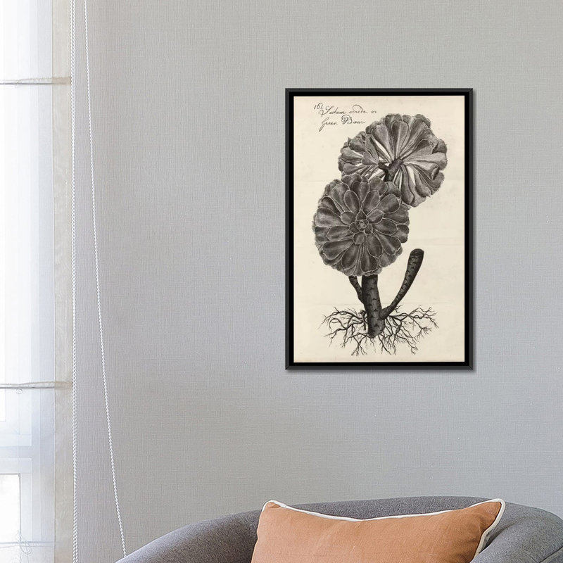 «Thornton Succulents II» par Robert Thornton, reproduction sur toile, H 26 po x l 18 po x P 1,5 po, Toile avec cadre noir