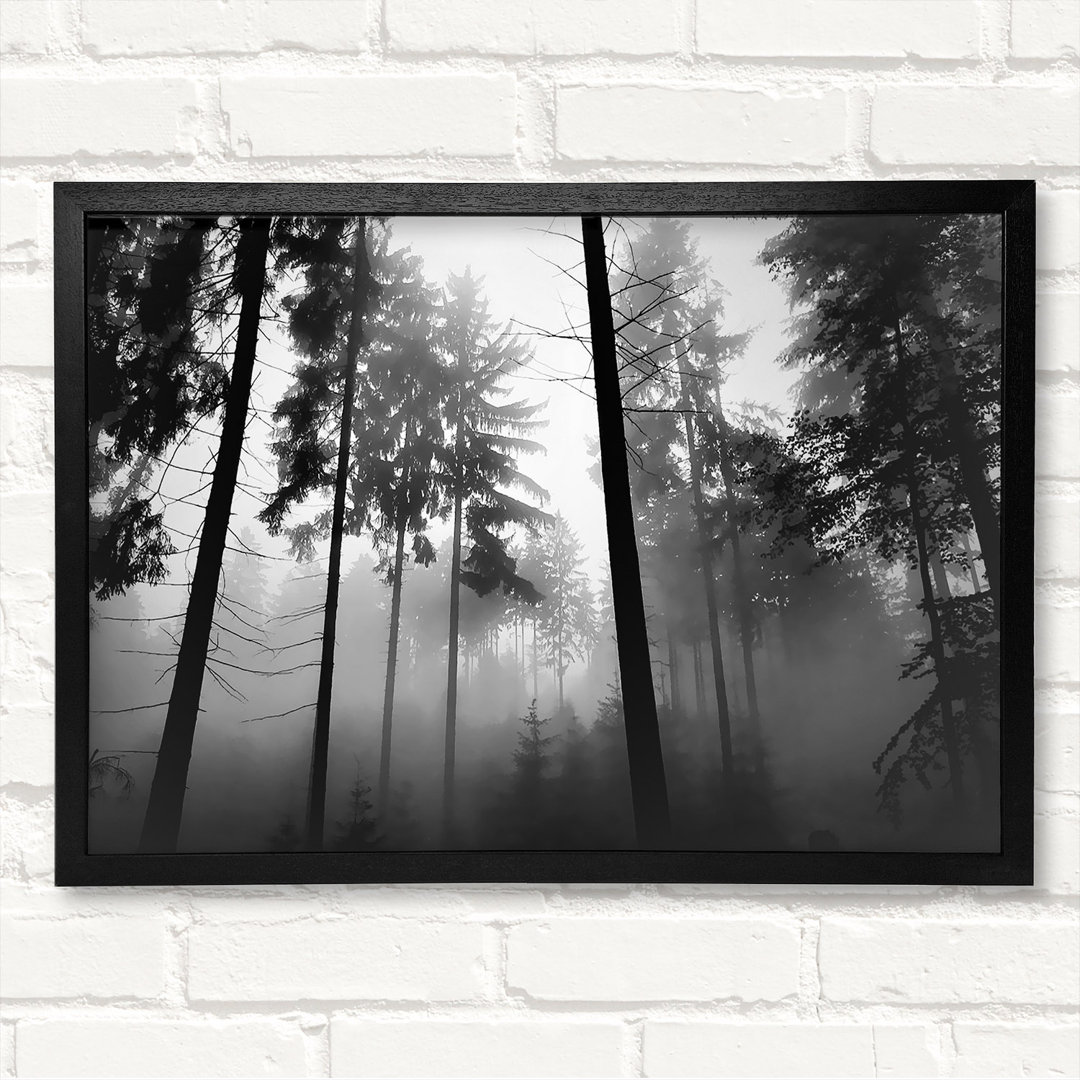 Mist Of The Woodland B N W Gerahmter Druck