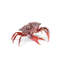 Crab