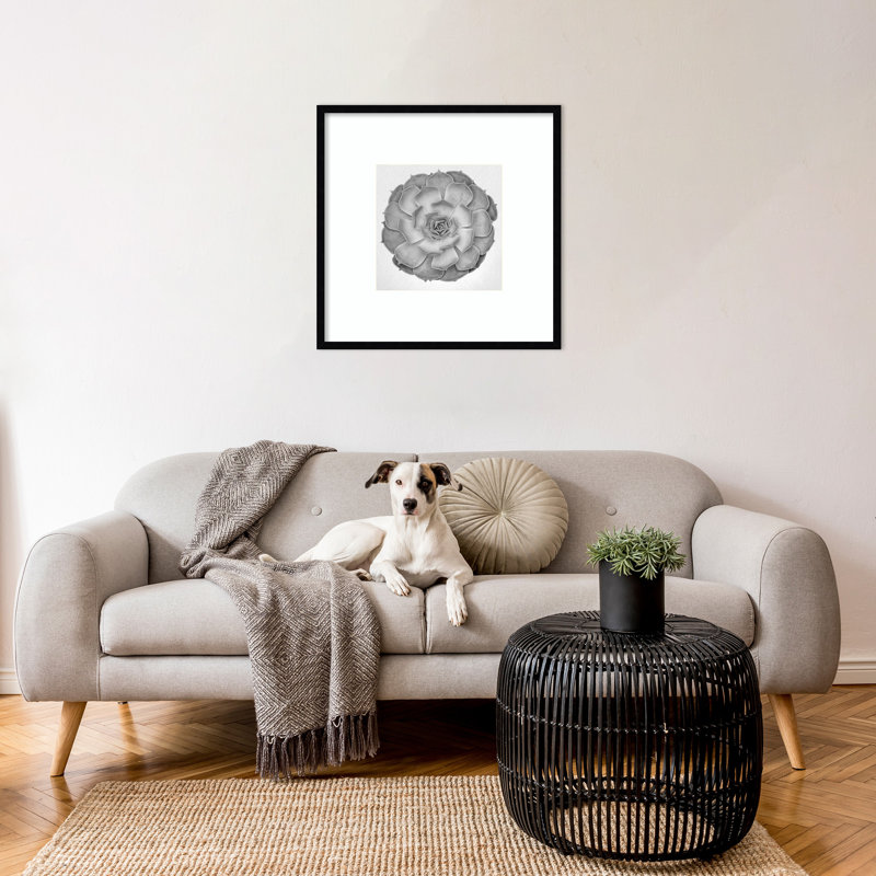 «Succulent Graptoveria 005» par Pictufy Studio III, reproduction d'art encadrée sur bois, 25 x 25