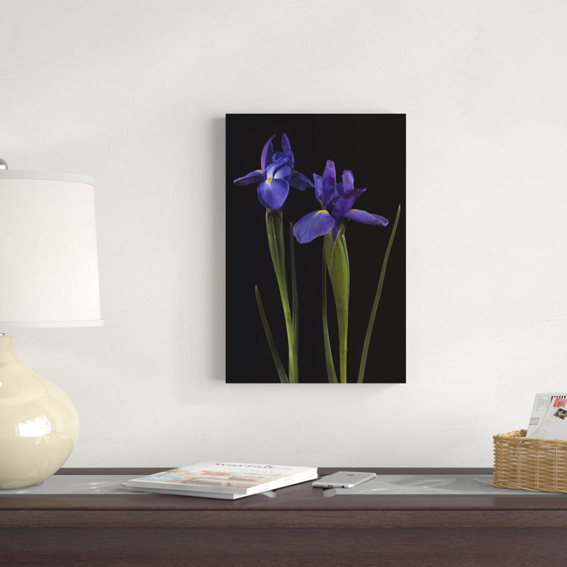 Iris sur fond noir II, H 18 po x l 12 po