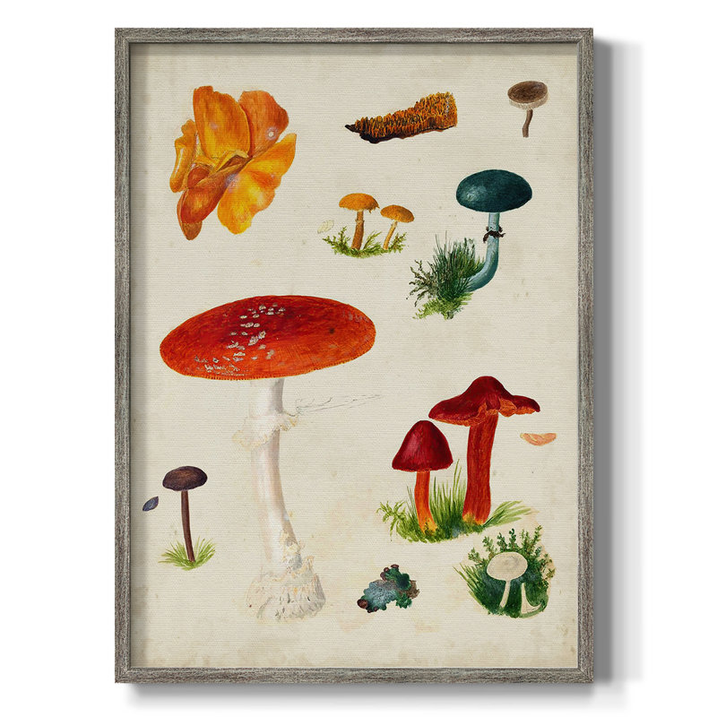 Reproduction encadrée champignon Mushroom Species, H 21 po x l 17 po