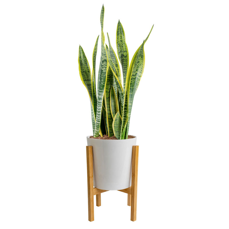 Costa Farms Grower's Choice Snake Plant Sansevieria Indoor House Plant in a 9.25-inch Décor Pot with Stand
