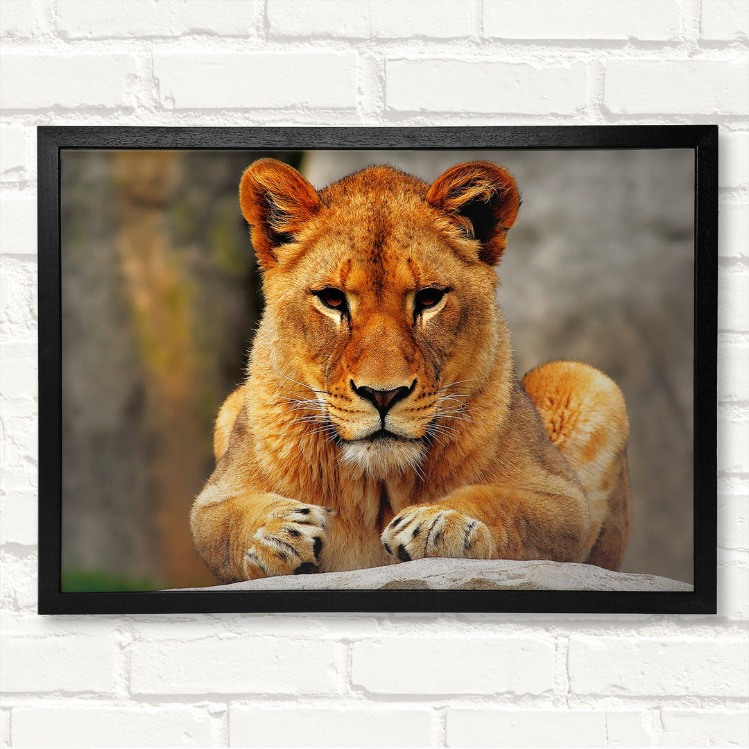 Lioness Watch Gerahmter Druck