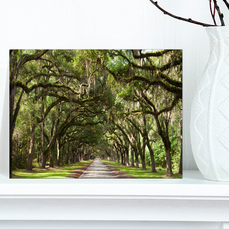 Live Oak Tunnel - Imprimé, H 16 po x l 32 po x P 1 po, Toile tendue
