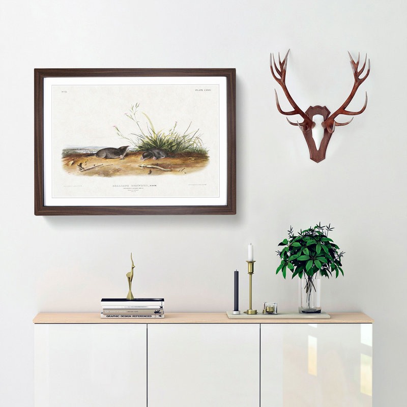 Shrew Moles by J.W. Audubon - Picture Frame Painting Print, 36cm H x 48cm W x 2cm D, Walnut Framed