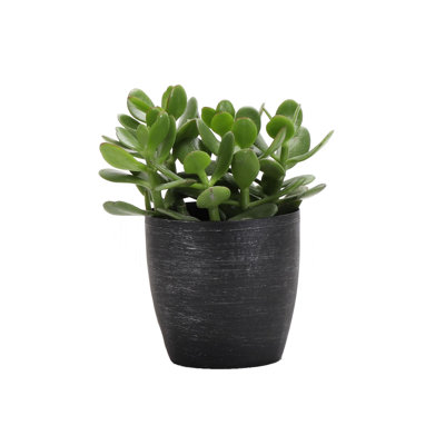 Live Jade Plant in Classic Pot