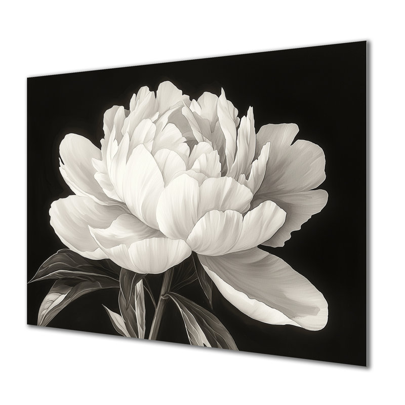 Pivoine blanche et noire Elegance II - pivoines, impression sur métal, H 12 po x l 20 po