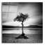 «Millarrochy Tree» par Nina Paponcek, art mural en verre acrylique-102029424