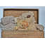 Lancaster Wicker Trunk-1494345238