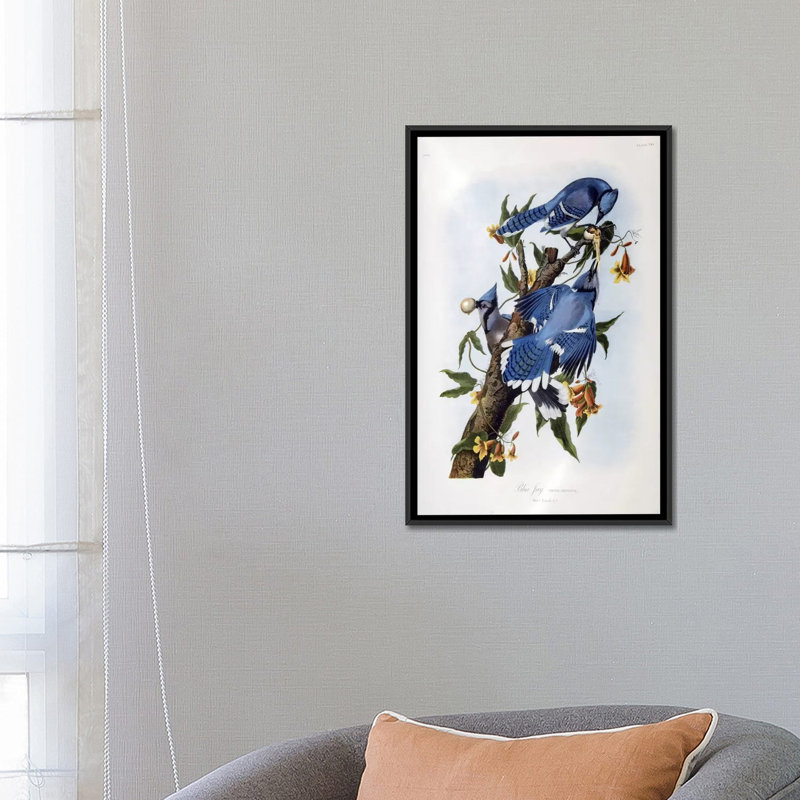 «Blue Jay» par John James Audubon, reproduction d'art sur toile, H 26 po x l 18 po x P 1,5 po, Toile avec cadre noir