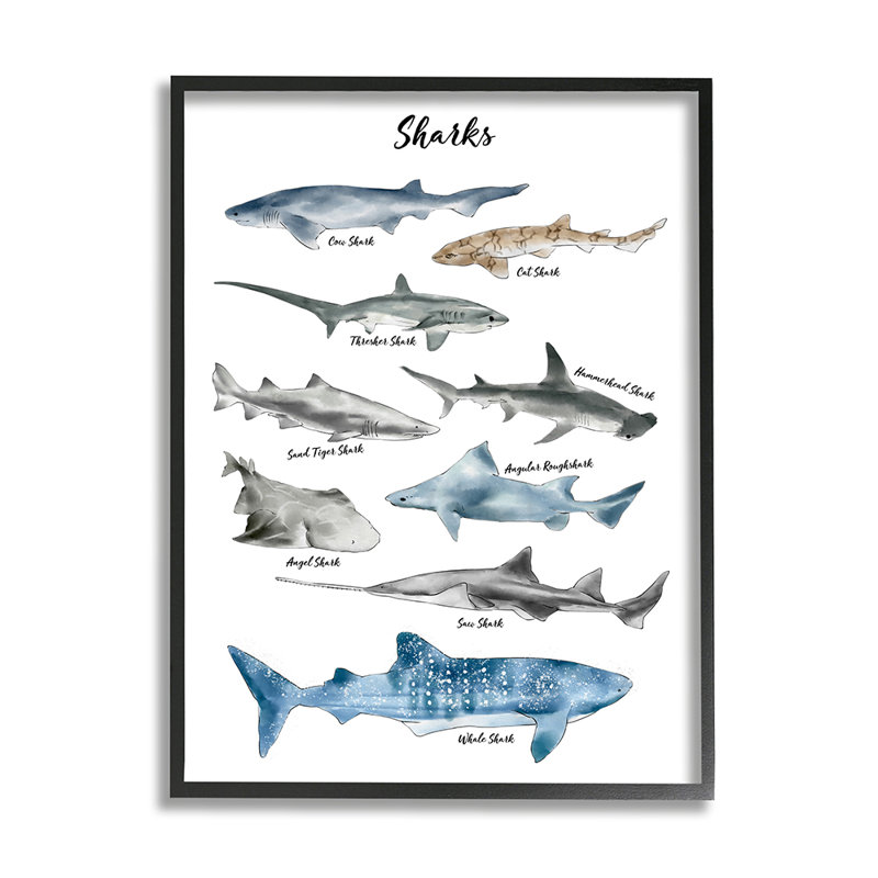 Nautical Shark Chart Watercolor Marine Animals by Ziwei Li - Graphic Art, 14" H x 11" W x 1.5" D