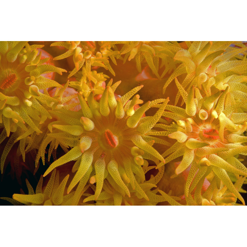 Laroyce Orange Cup Coral - Wrapped Canvas Print, 81cm H x 122cm W x 3.8cm D