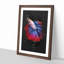 Siamese Fighting Fish - Picture Frame Graphic Art Print-56856768-56856773